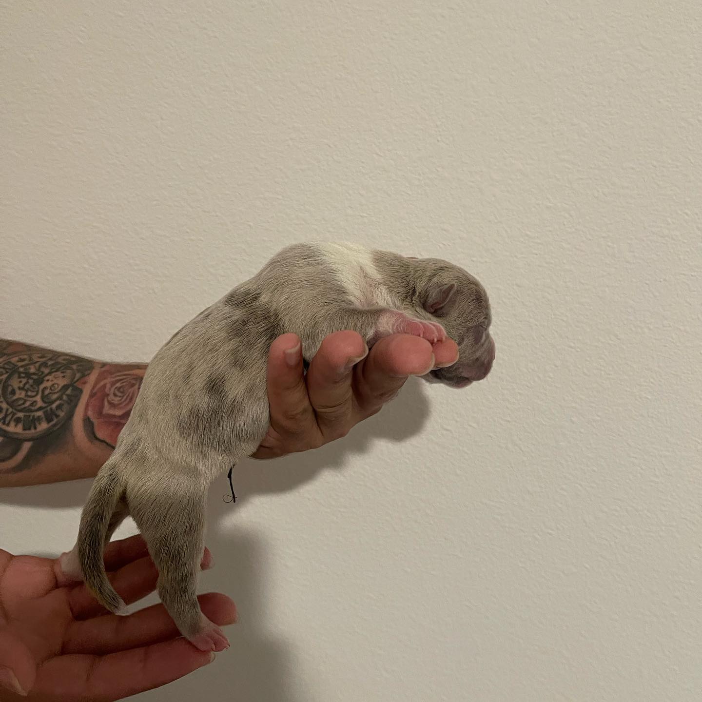 puppies